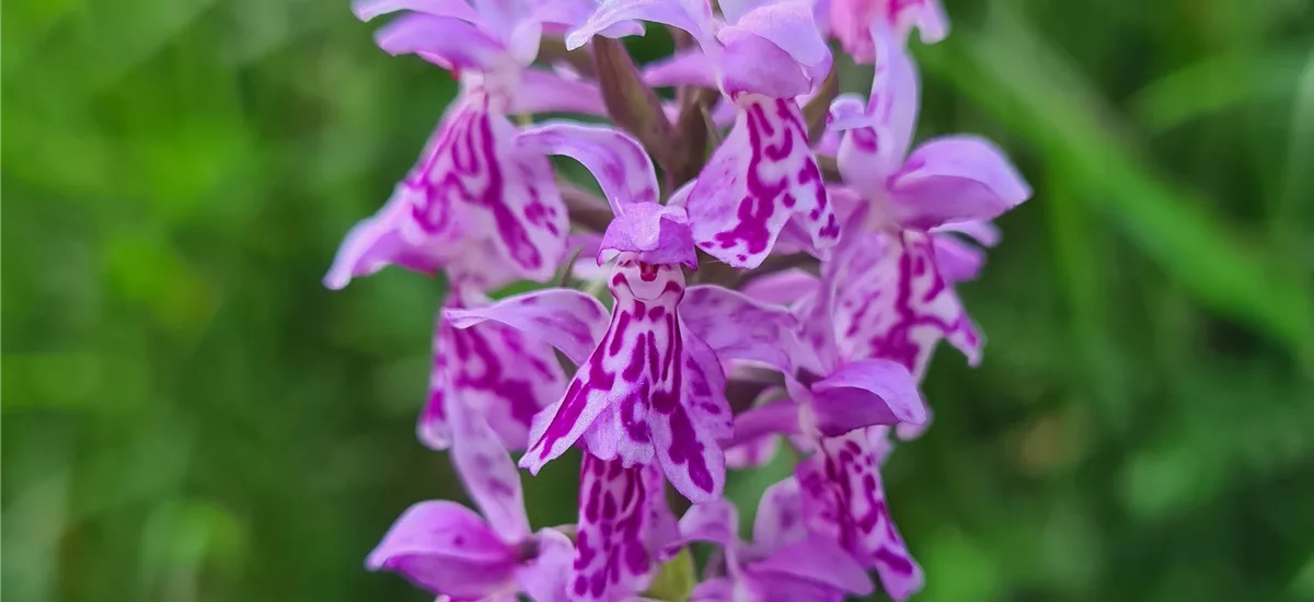 Breitblättriges Knabenkraut-Hybriden - Freilandorchidee 1 kräftige, blühstarke Knolle