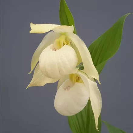 Gartenorchidee Frauenschuh 'Bernd Pastell' (Hardy Orchid®) 