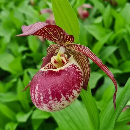 Gartenorchidee Frauenschuh kentuckiense x corrugatum