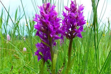 Knabenkraut winterharte Freilandorchidee Knabenkraut winterharte Freilandorchidee