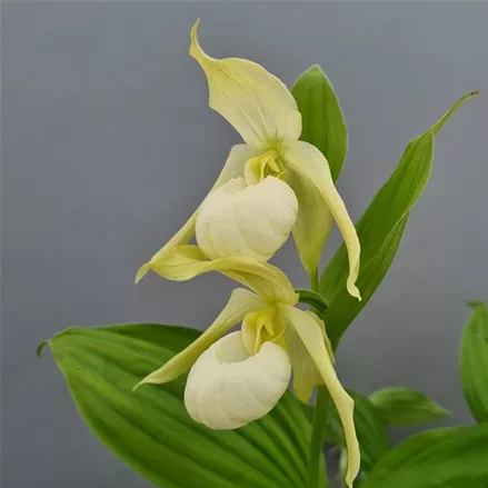 Gartenorchidee Frauenschuh 'Michael Pastell' (Hardy Orchid®)