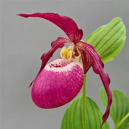 Gartenorchidee Frauenschuh 'Phillip dunkel'