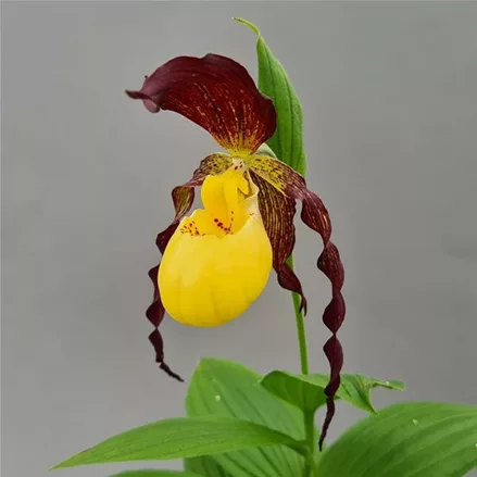Gartenorchidee Frauenschuh planipetalum x kentuckiense