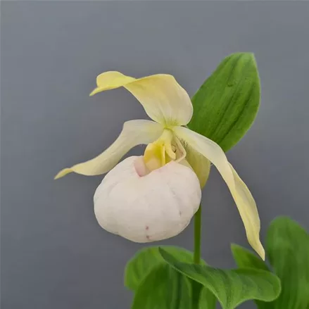 Gartenorchidee Frauenschuh 'Birgit Pastell' 