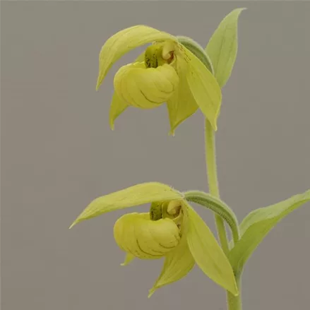 Gartenorchidee Henry-Frauenschuh 