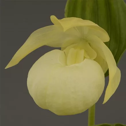 Gartenorchidee Japanischer Frauenschuh rebunense