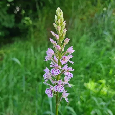 Iberisches Knabenkraut-Hybride -Freilandorchidee