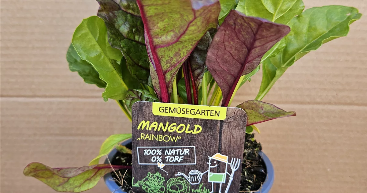 Bio Mangold online kaufen bei Olerum