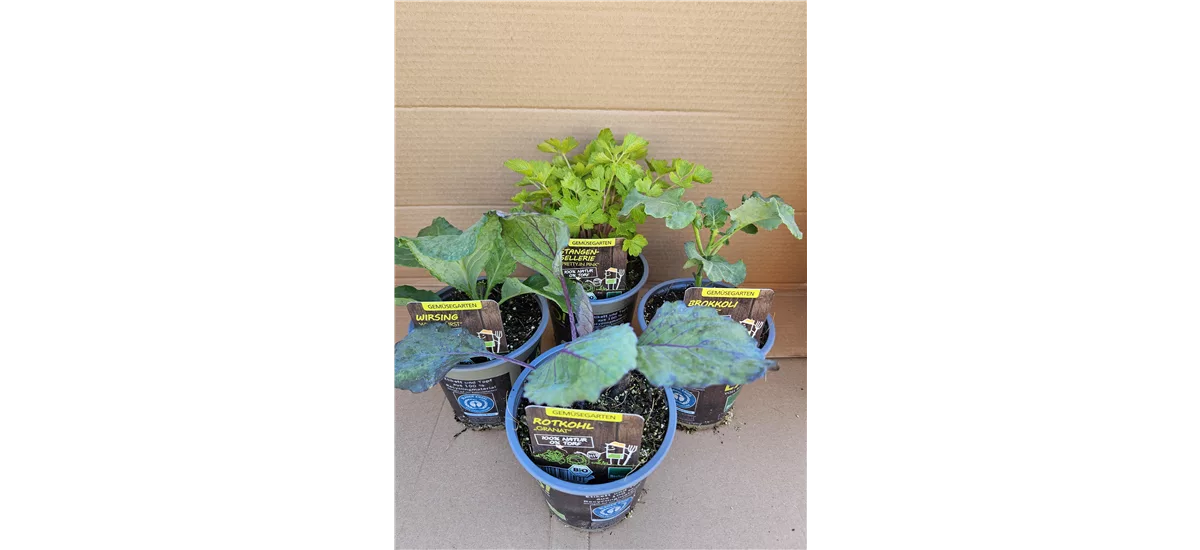 Bio Kohlgewächse Mix 4er Set oder 6er Set 4er Set Mix aus 4 Sorten