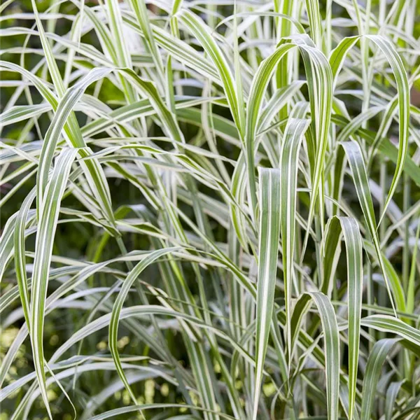 Chinaschilf 'Cosmopolitan' - Miscanthus sinens.var.cond.'Cosmopolitan' Chinaschilf 'Cosmopolitan' - Miscanthus sinens.var.cond.'Cosmopolitan'