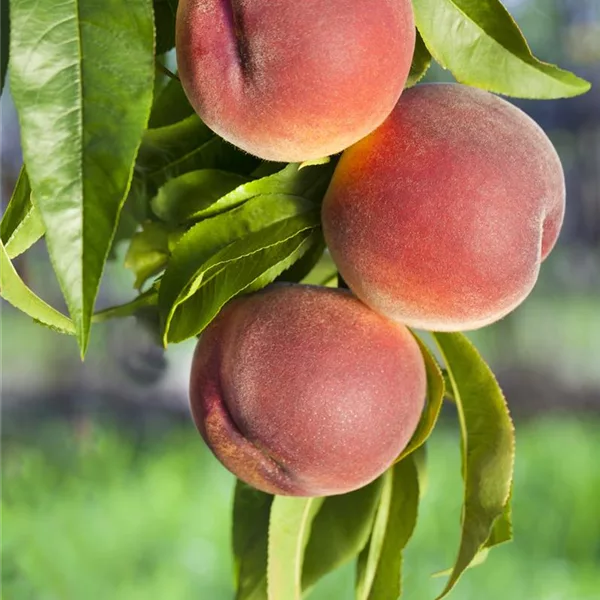 Obstbäume und Obststräucher Obstbäume und Obststräucher