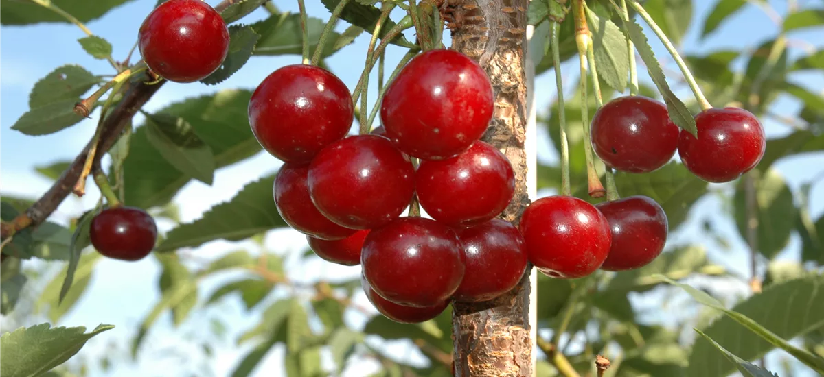 Sauerkirsche 'Morina'(s) Busch, Topfgröße 10 Liter, Unterlage Colt