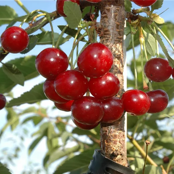 Sauerkirsche 'Morina'(s)