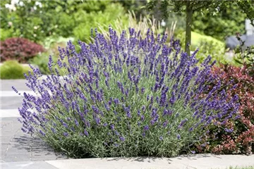 Lavendel schneiden Lavendel schneiden