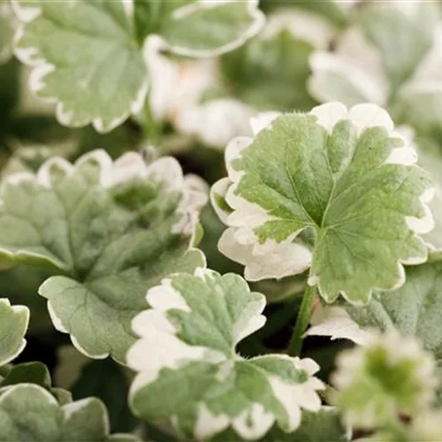Weißbunter Gundermann 'Variegata'