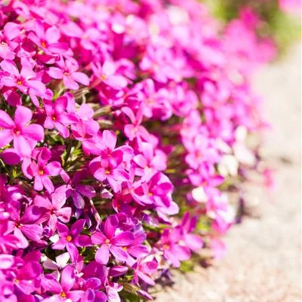 Teppich-Flammenblume 'Crackerjack'