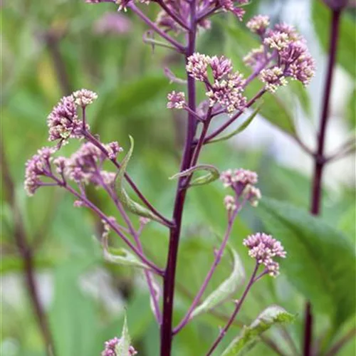 Fiederblättriges Schaublatt