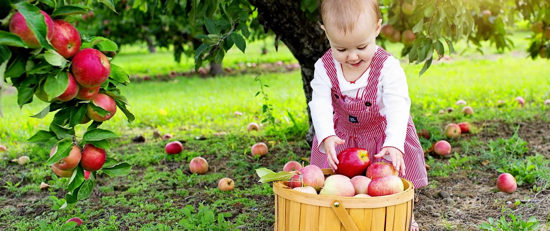 Obstbäume jetzt pflanzen!