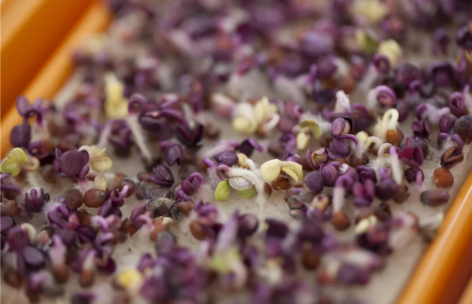 Klein, aber oho: Die besten Tipps für den Anbau von Microgreens!