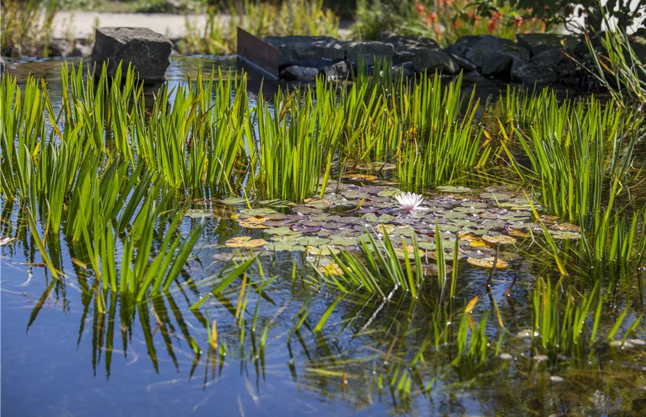 Ein Gartenteich als kleines Stück Natur im eigenen Garten
