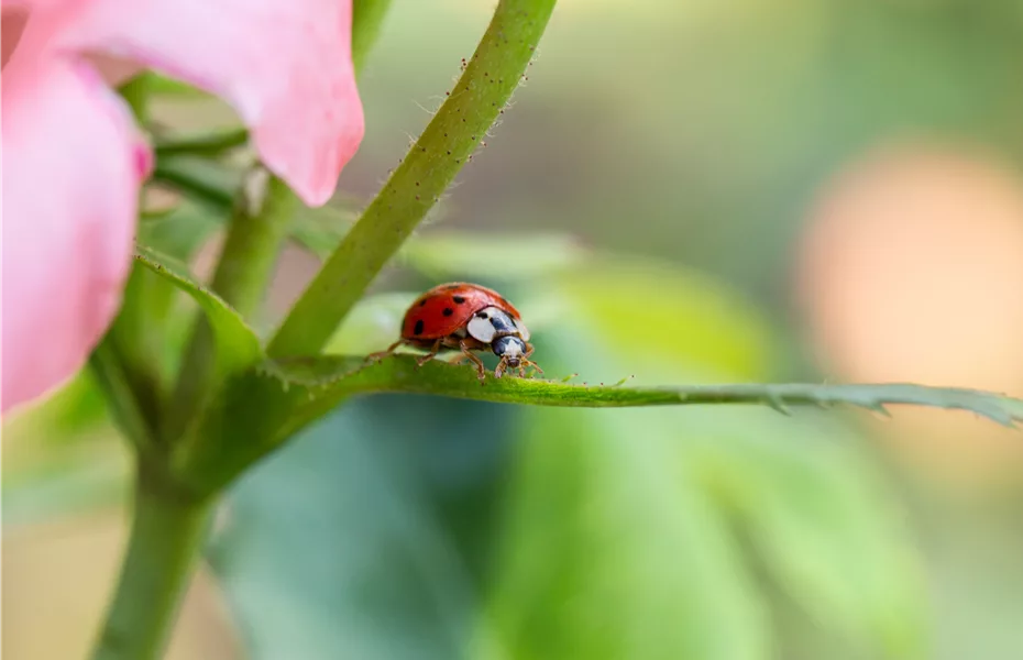 Nützlinge im Garten – Diese Kandidaten sollten gefördert werden