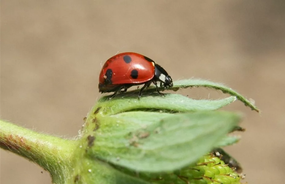 Nützlinge im Garten – Diese Kandidaten sollten gefördert werden