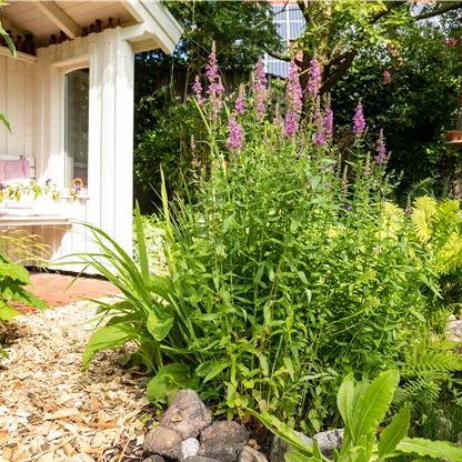 Permakultur im Garten – Nachhaltig und naturnah