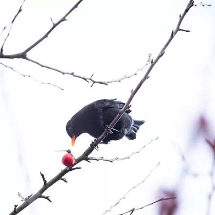 Gehölze als Nahrungsquelle für Vögel pflanzen