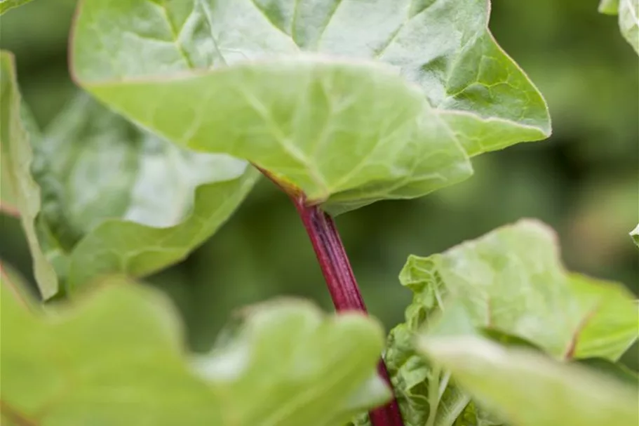 Rhabarber 'Holsteiner Blut' 2 Liter Topf