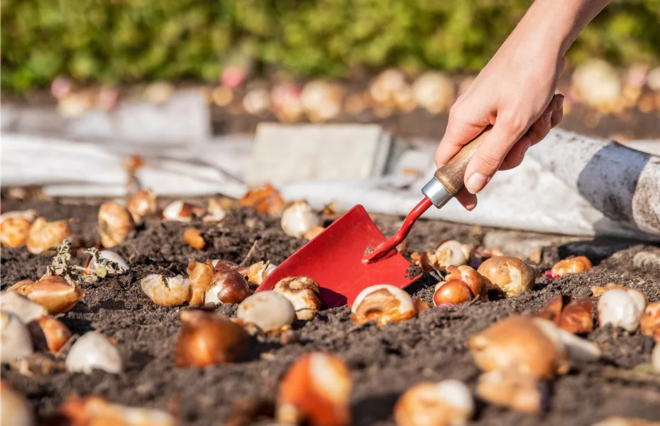 Blumenzwiebeln einpflanzen und den Garten gestalten