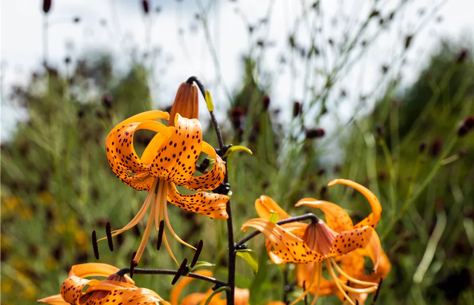 Blumenzwiebeln einpflanzen und den Garten gestalten