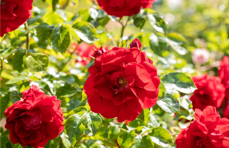 Rosen zurückschneiden und die Pflanzen damit gesund halten