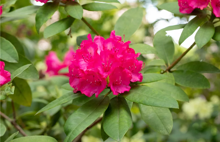 Rosen pflegen – So bleibt die Königin im Garten gesund und hübsch