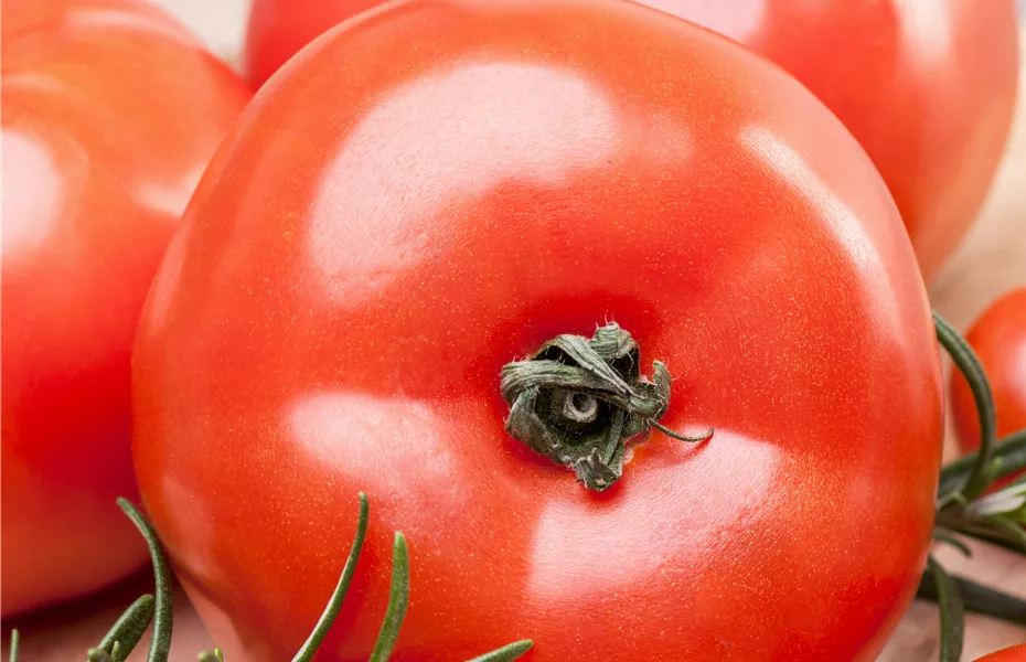 Tomaten – vielseitiges Gemüse für drinnen und draußen