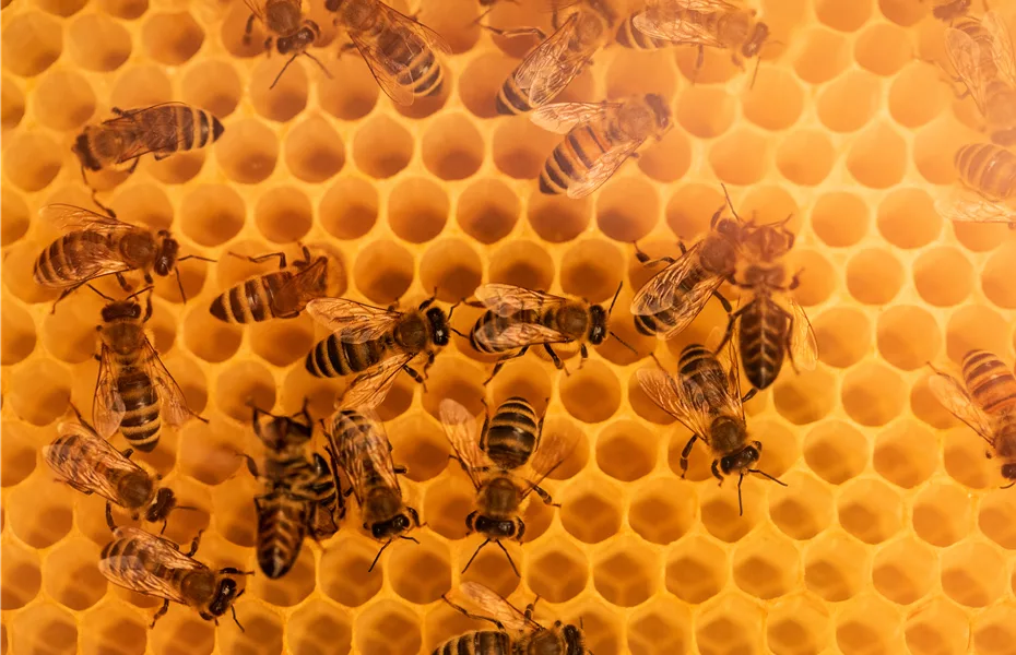 Mit Bienenpflanzen für den Balkon die Insekten unterstützen