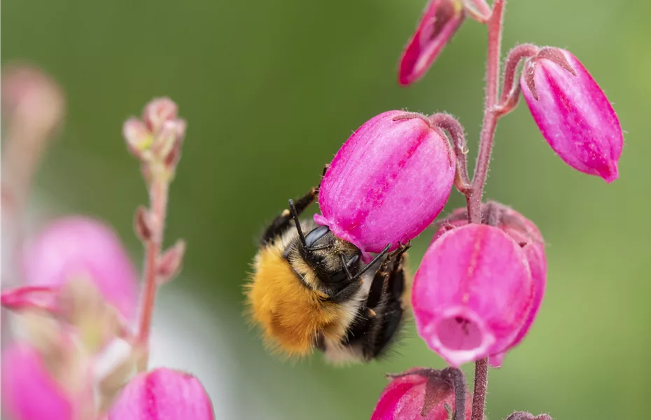 Mit Bienenpflanzen für den Balkon die Insekten unterstützen