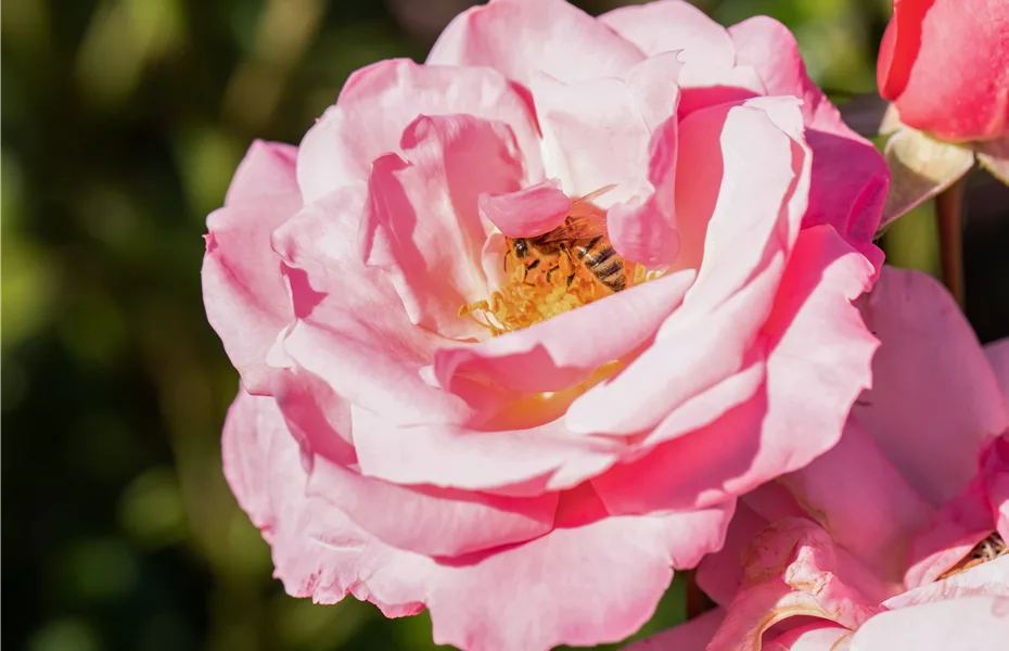 Mit Bienenpflanzen für den Balkon die Insekten unterstützen