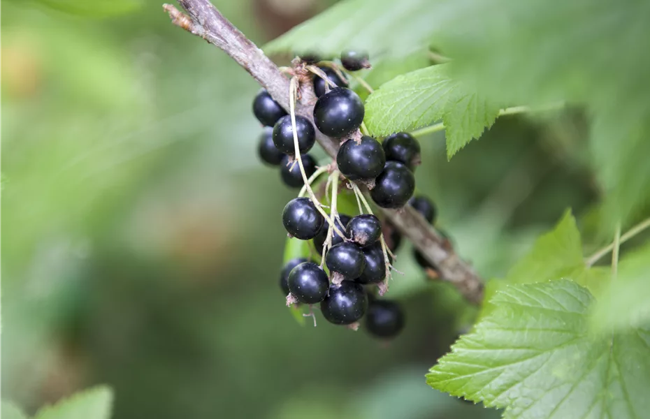 Obstgehölze nach dem Kauf behandeln und richtig pflegen