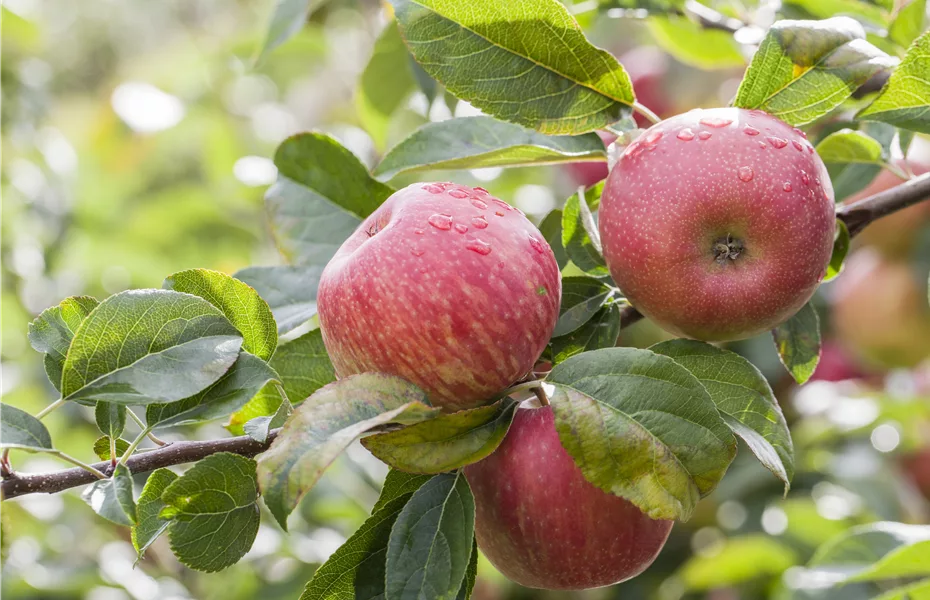 Obstgehölze nach dem Kauf behandeln und richtig pflegen