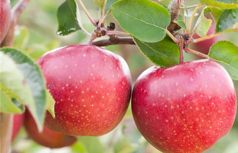 Obstgehölze vor Schädlingen schützen und die Ernte sichern