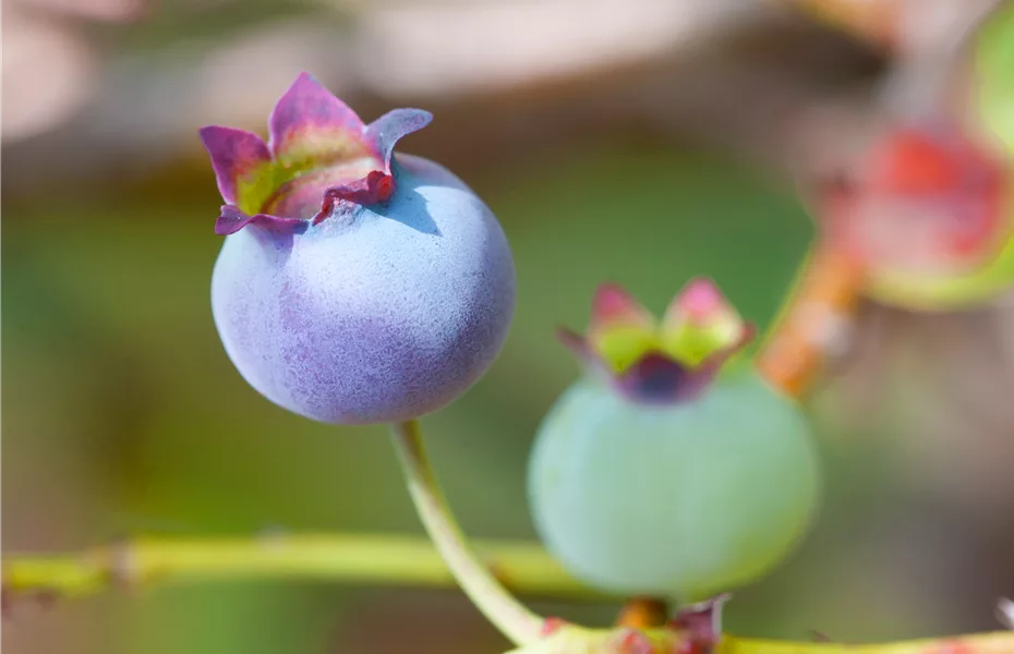 Obstgehölze vor Schädlingen schützen und die Ernte sichern