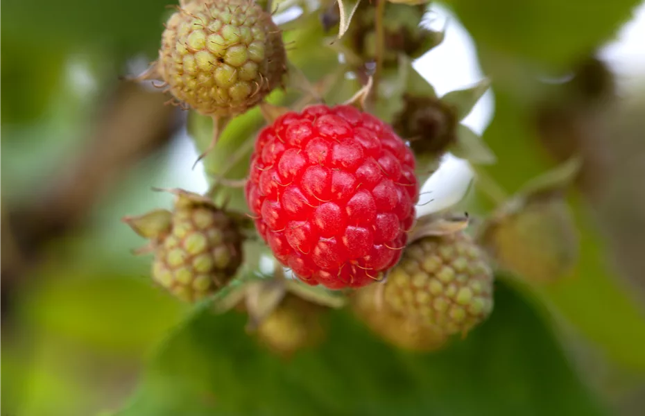 Obstgehölze vor Schädlingen schützen und die Ernte sichern