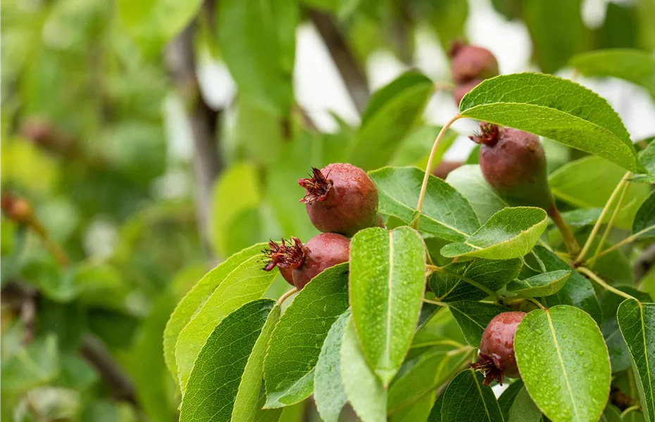 Obstgehölze vor Schädlingen schützen und die Ernte sichern