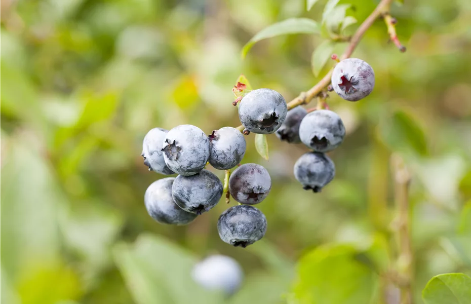 Die Ernte bei Obstgehölzen – Was kann wann genascht werden?