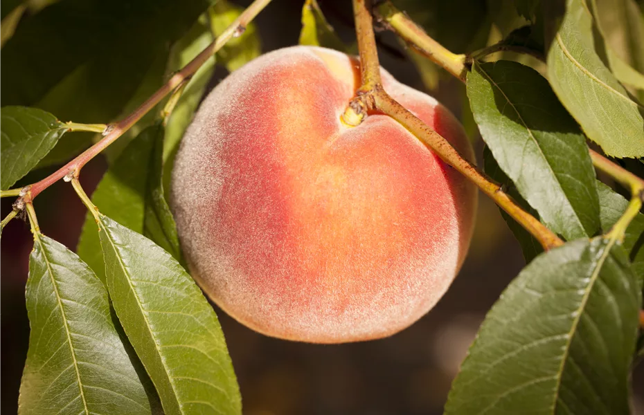Die Ernte bei Obstgehölzen – Was kann wann genascht werden?