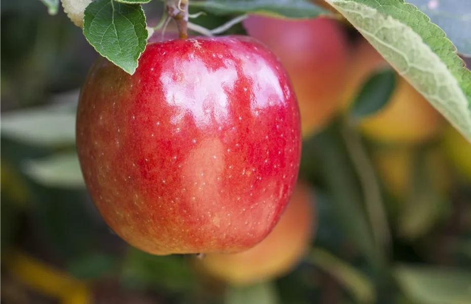 Die Ernte bei Obstgehölzen – Was kann wann genascht werden?
