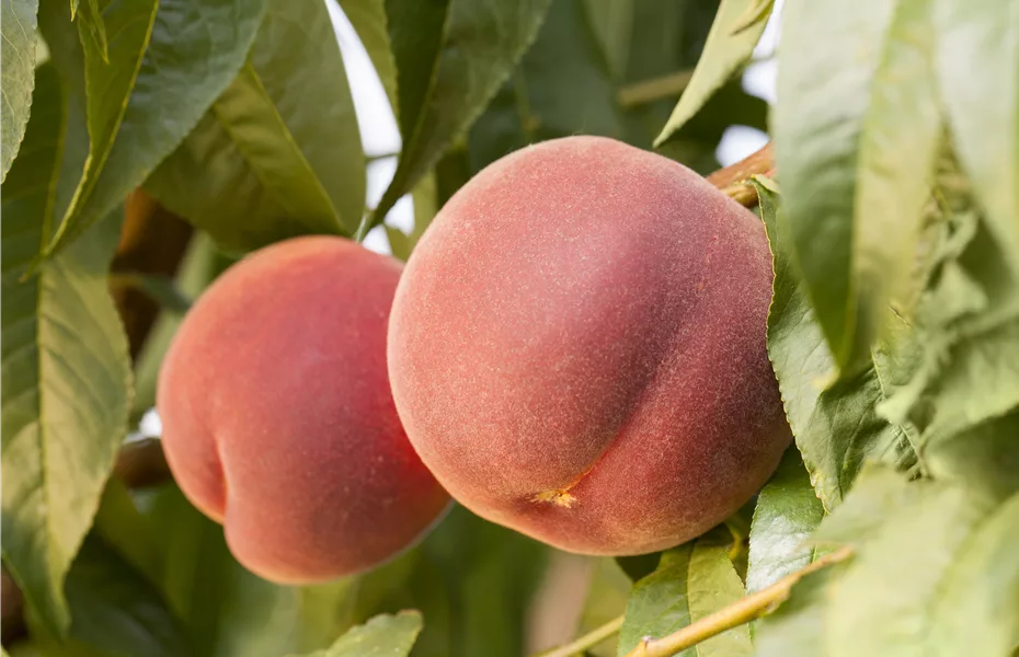 Leckere Snacks im Sommer – Pfirsich aus dem eigenen Garten