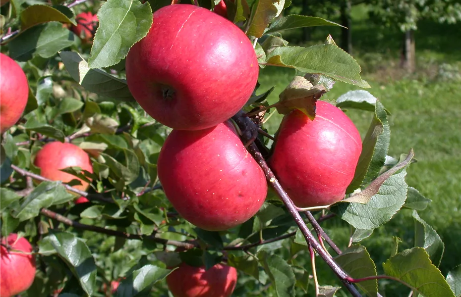 Obstgehölze zurückschneiden und damit jung und frisch halten