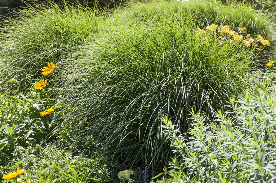 Beliebte Grser als besonderer Blickfang | Olerum