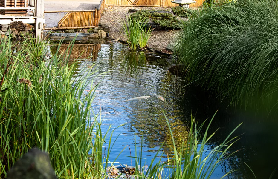 Pflanzen für den Teichrand – So wird der Gartenteich zum Hingucker